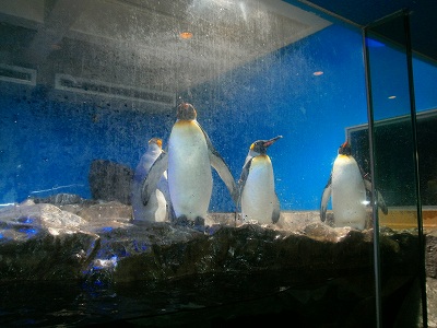 南知多ビーチランド　ペンギン　知多半島で遊ぶ